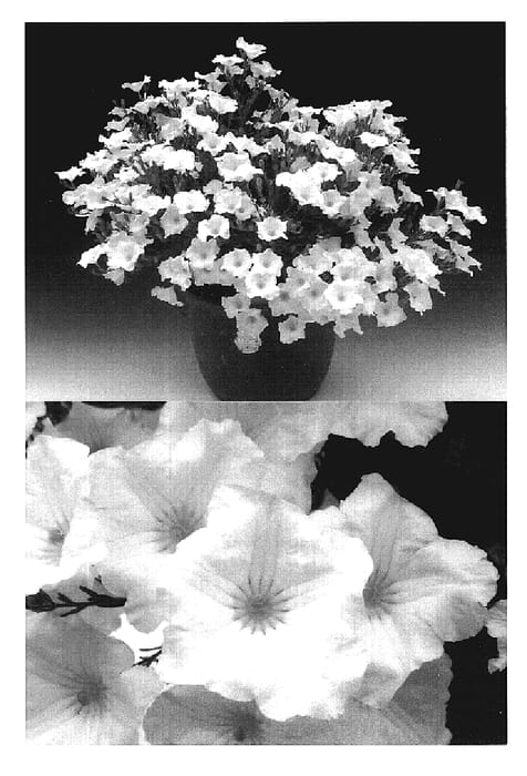 Figure 1 of US plant patent PP19103, the photograph of Sunnipariho printed in the patent.