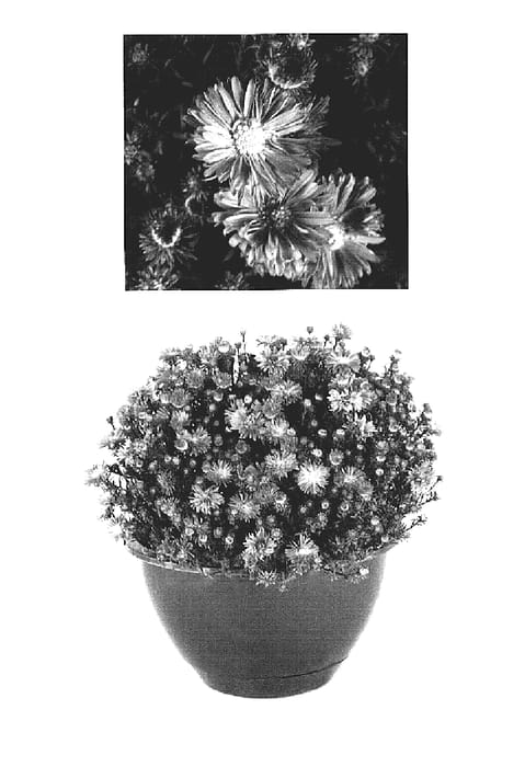 Figure 1 of US plant patent PP19104, the photograph of Yofrolic printed in the patent.