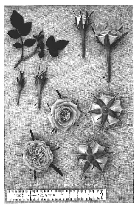 Figure 1 of US plant patent PP19105, the photograph of PACfiftyone printed in the patent.