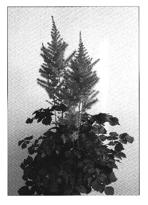 Figure 1 of US plant patent PP19106, the photograph of To Have and To Hold printed in the patent.