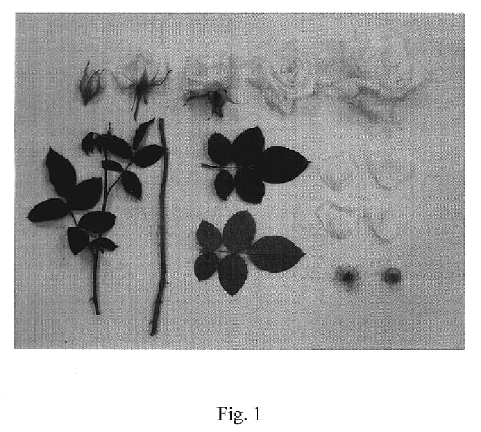 Figure 1 of US plant patent PP19107, the photograph of JACsegra printed in the patent.