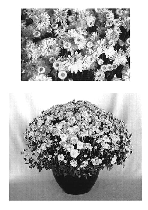 Figure 1 of US plant patent PP19108, the photograph of Sunny Yoigloo printed in the patent.