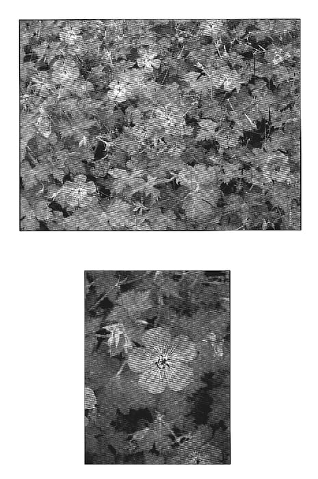 Figure 1 of US plant patent PP19109, the photograph of Rosetta printed in the patent.