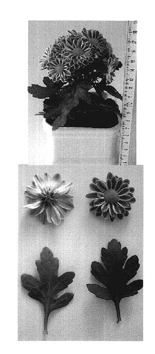 Figure 1 of US plant patent PP19110, the photograph of Becoro printed in the patent.