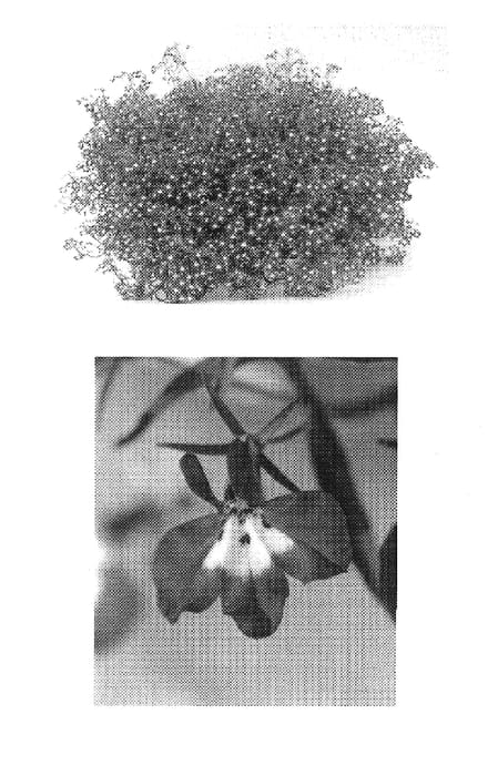 Figure 1 of US plant patent PP19111, the photograph of Weslobleye printed in the patent.