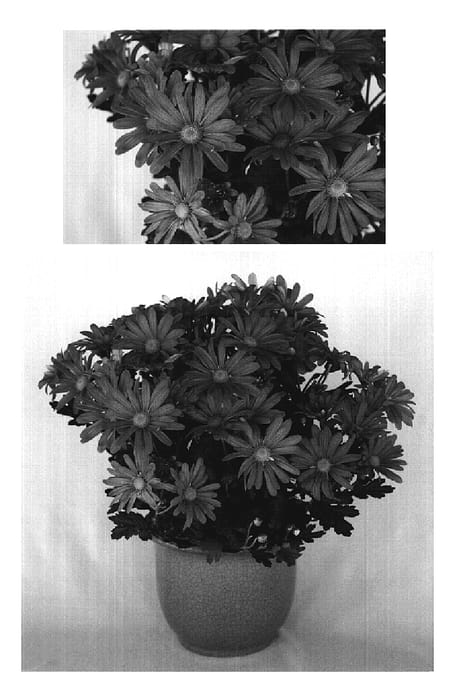 Figure 1 of US plant patent PP19112, the photograph of Pink Yoirvine printed in the patent.