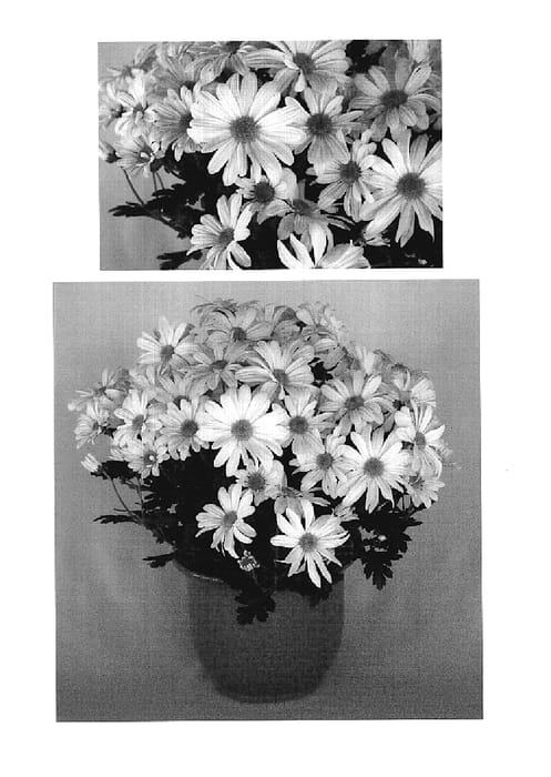 Figure 1 of US plant patent PP19113, the photograph of Yellow Yoirvine printed in the patent.