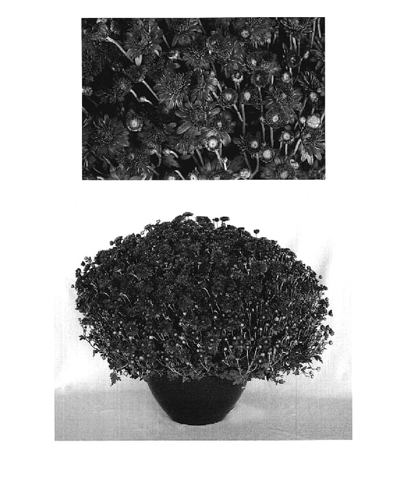 Figure 1 of US plant patent PP19114, the photograph of Rosy Yoigloo printed in the patent.