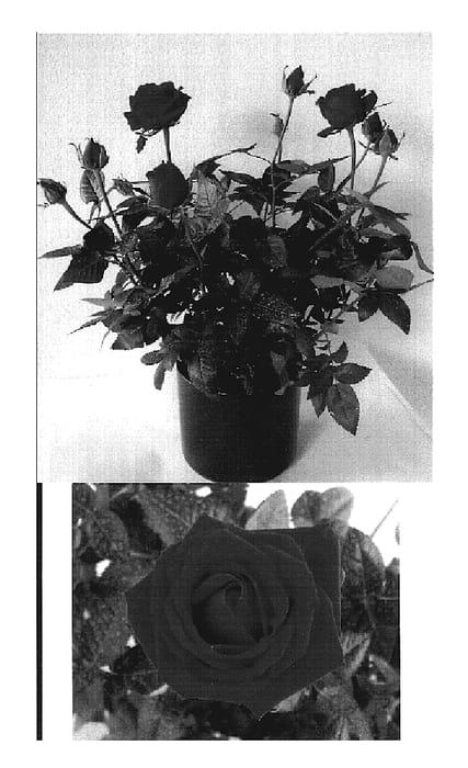Figure 1 of US plant patent PP19115, the photograph of Evera149 printed in the patent.