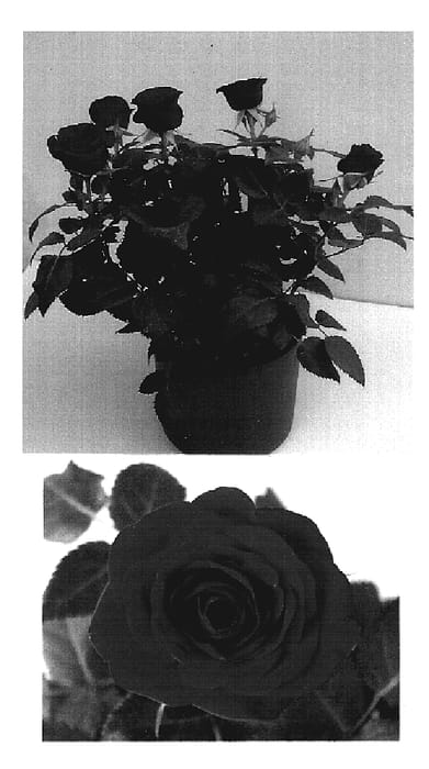Figure 1 of US plant patent PP19116, the photograph of Evera173 printed in the patent.
