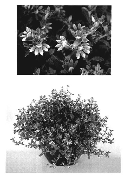 Figure 1 of US plant patent PP19117, the photograph of SCAX0226 printed in the patent.