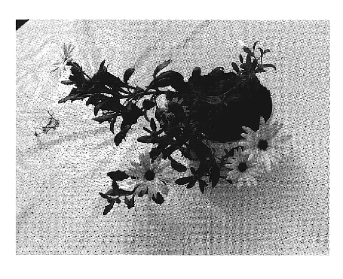 Figure 1 of US plant patent PP19118, the photograph of Sumost 07 printed in the patent.