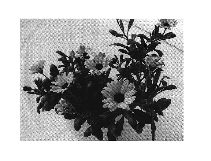 Figure 1 of US plant patent PP19119, the photograph of Sumost 06 printed in the patent.