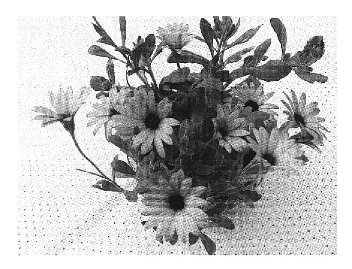 Figure 1 of US plant patent PP19120, the photograph of Sumost 05 printed in the patent.