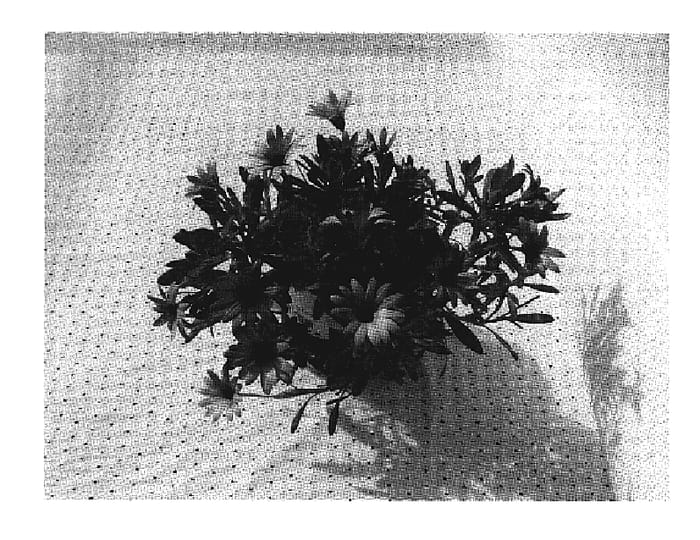 Figure 1 of US plant patent PP19121, the photograph of Sumost 04 printed in the patent.