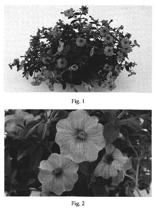 Figure 1 of US plant patent PP19122, the photograph of Kakegawa S91 printed in the patent.