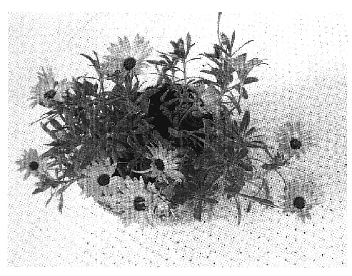 Figure 1 of US plant patent PP19123, the photograph of Sumost 03 printed in the patent.