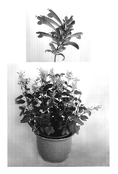 Figure 1 of US plant patent PP19124, the photograph of AGA 304 printed in the patent.