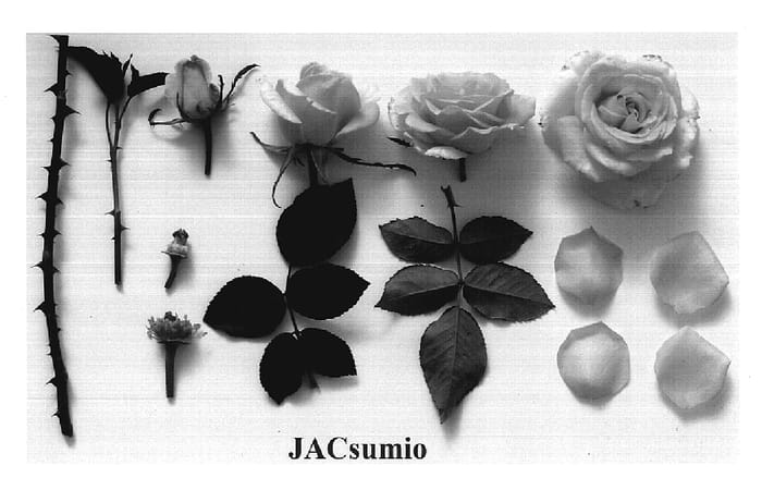 Figure 1 of US plant patent PP19125, the photograph of JACsumio printed in the patent.
