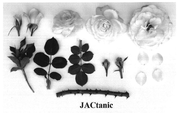 Figure 1 of US plant patent PP19126, the photograph of JACtanic printed in the patent.