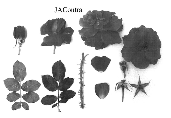 Figure 1 of US plant patent PP19128, the photograph of JACoutra printed in the patent.