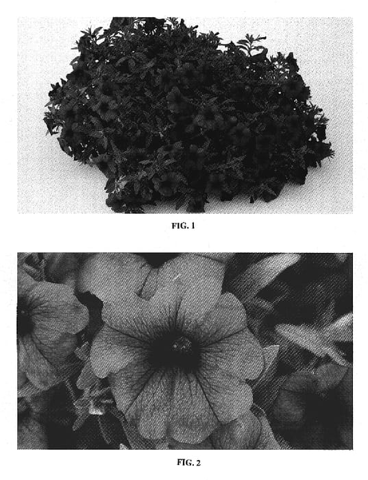 Figure 1 of US plant patent PP19129, the photograph of Kakegawa S90 printed in the patent.