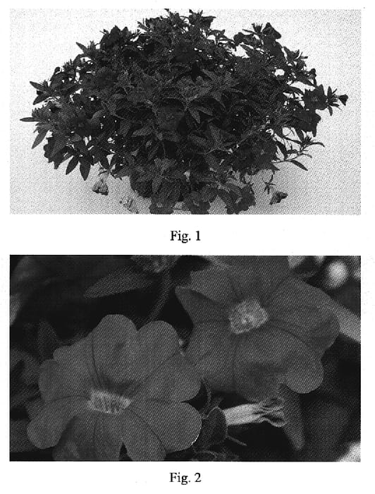 Figure 1 of US plant patent PP19130, the photograph of Kakegawa S89 printed in the patent.