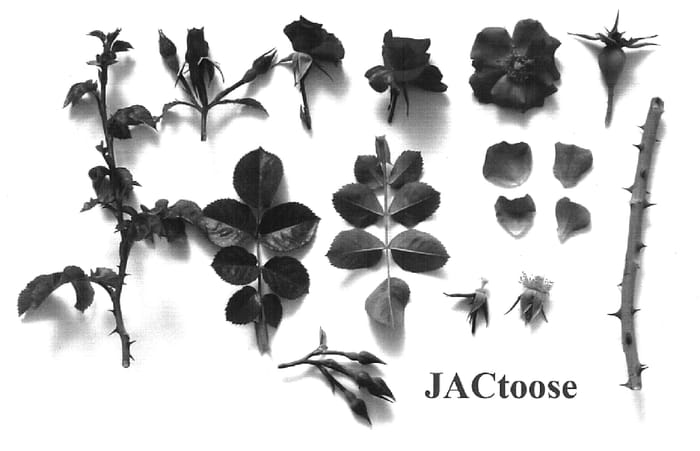 Figure 1 of US plant patent PP19131, the photograph of JACtoose printed in the patent.