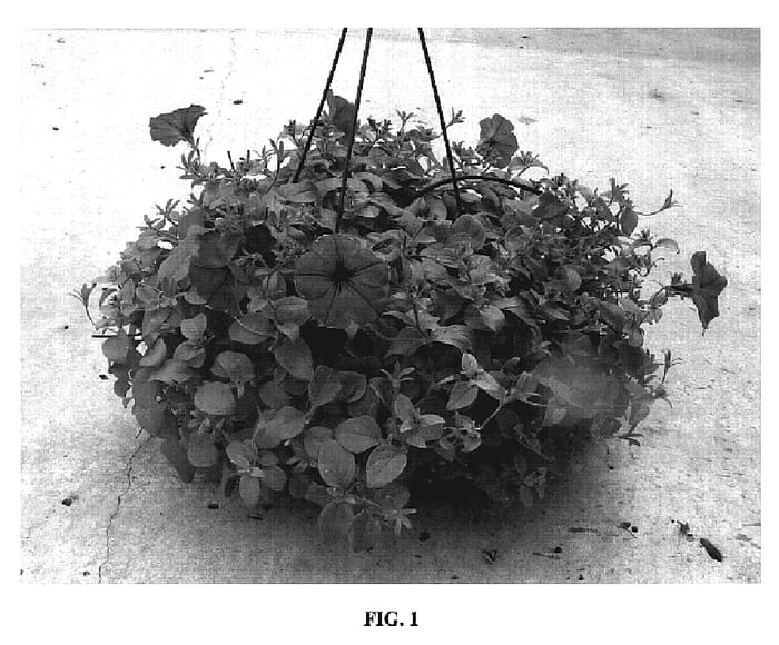 Figure 1 of US plant patent PP19132, the photograph of Glow Fluor Rose printed in the patent.