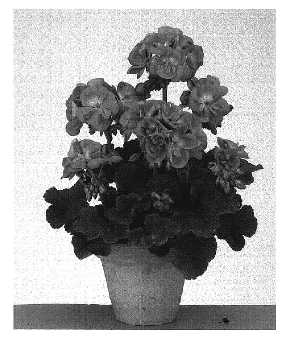 Figure 1 of US plant patent PP19133, the photograph of Gentrela printed in the patent.