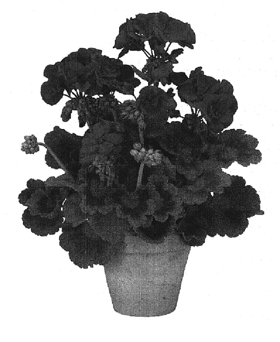 Figure 1 of US plant patent PP19134, the photograph of Gentred printed in the patent.