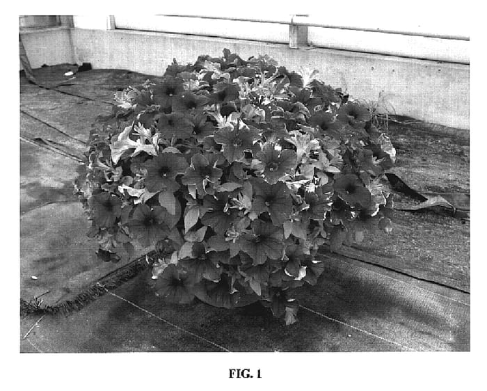 Figure 1 of US plant patent PP19135, the photograph of Glow Hot Pink printed in the patent.
