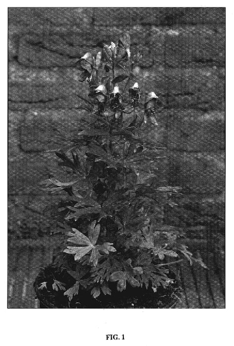 Figure 1 of US plant patent PP19136, the photograph of Blue Lagoon printed in the patent.