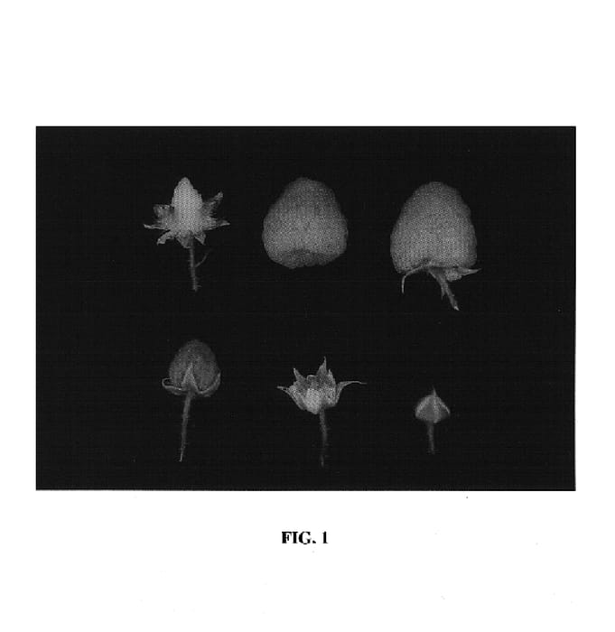 Figure 1 of US plant patent PP19137, the photograph of Driscoll Estrella printed in the patent.