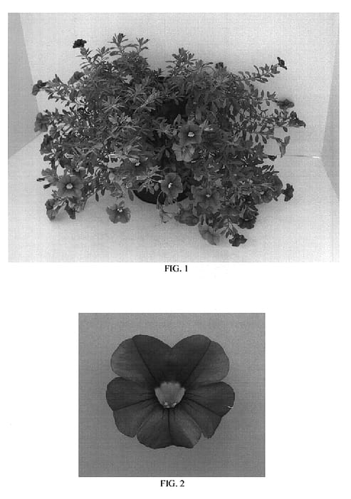 Figure 1 of US plant patent PP19138, the photograph of Balcablav printed in the patent.