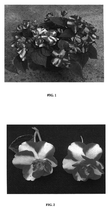 Figure 1 of US plant patent PP19139, the photograph of Silte Ror07 printed in the patent.