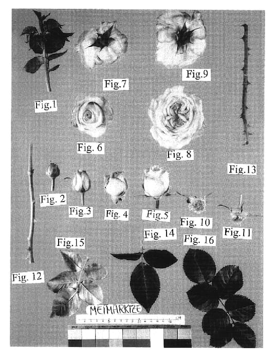 Figure 1 of US plant patent PP19140, the photograph of Meimarkize printed in the patent.