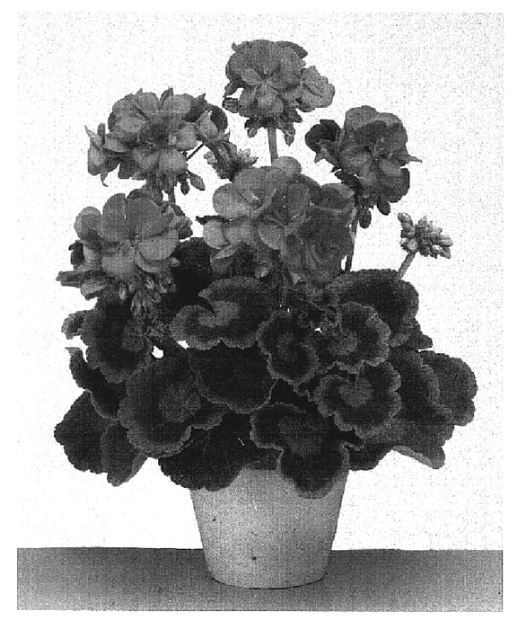 Figure 1 of US plant patent PP19141, the photograph of Gentreo printed in the patent.