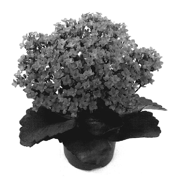 Figure 1 of US plant patent PP19142, the photograph of Opala printed in the patent.