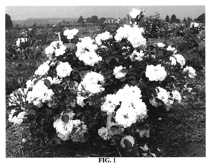 Figure 1 of US plant patent PP19143, the photograph of Meijeunom printed in the patent.