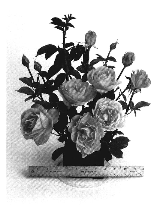 Figure 1 of US plant patent PP19144, the photograph of WEKbepmey printed in the patent.