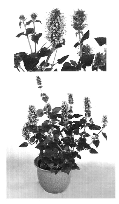 Figure 1 of US plant patent PP19145, the photograph of AGA 404 printed in the patent.