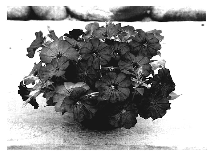 Figure 1 of US plant patent PP19146, the photograph of Glow Lavender Shades printed in the patent.