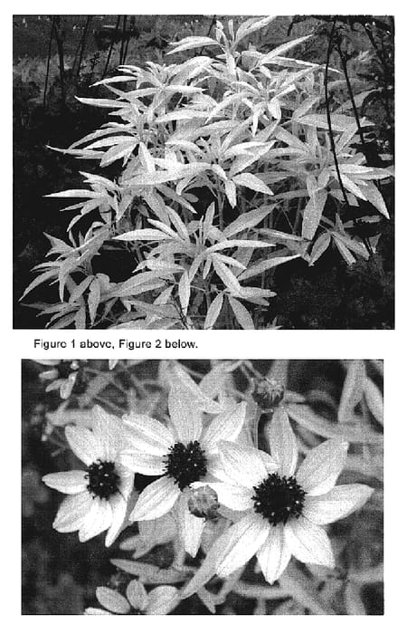 Figure 1 of US plant patent PP19147, the photograph of Lightning Flash printed in the patent.