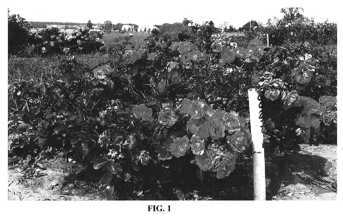 Figure 1 of US plant patent PP19148, the photograph of Meidrifora printed in the patent.