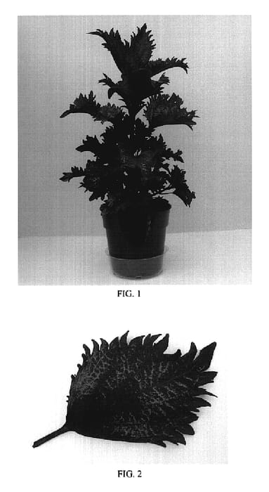 Figure 1 of US plant patent PP19149, the photograph of Balcenna printed in the patent.