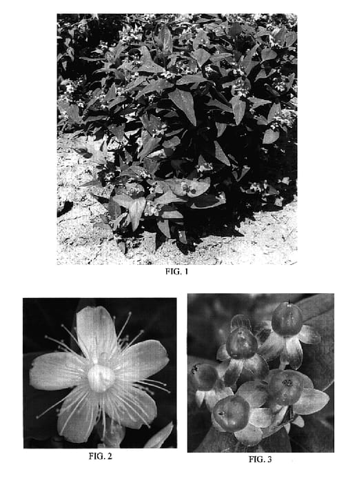 Figure 1 of US plant patent PP19150, the photograph of Seihero printed in the patent.