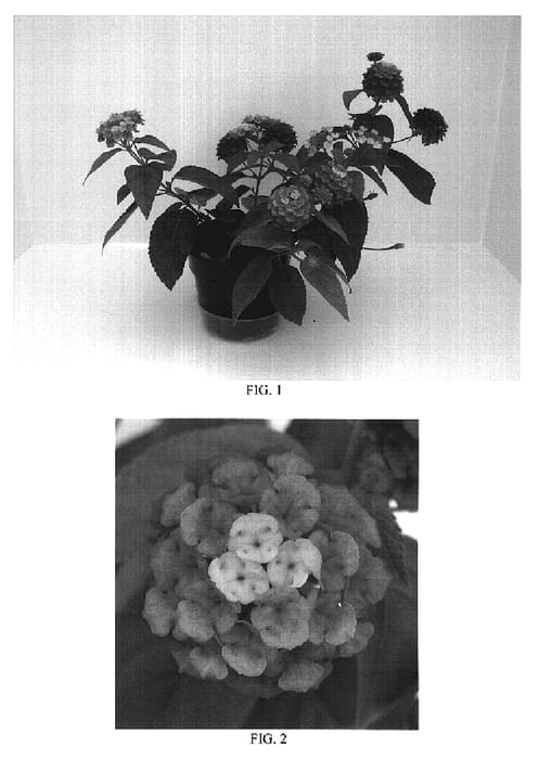 Figure 1 of US plant patent PP19151, the photograph of Balandrise printed in the patent.