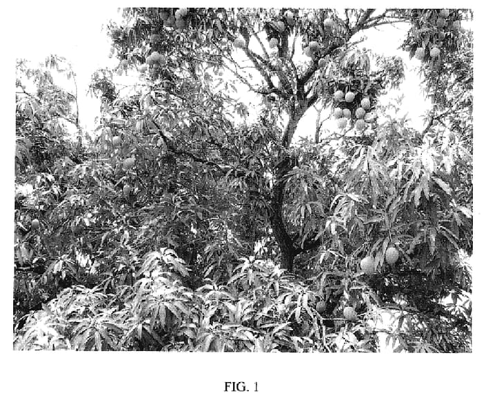 Figure 1 of US plant patent PP19152, the photograph of Leopold printed in the patent.
