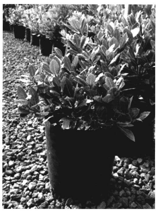 Figure 1 of US plant patent PP19153, the photograph of Pride of Provence printed in the patent.